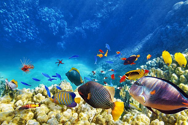 UN agencies, and global coalitions on ocean sustainability and climate justice