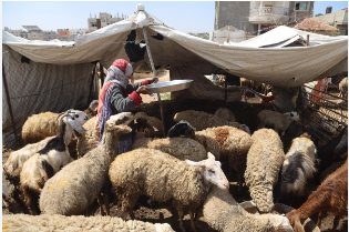 Photo of Risk of famine remains high across the entire Gaza Strip